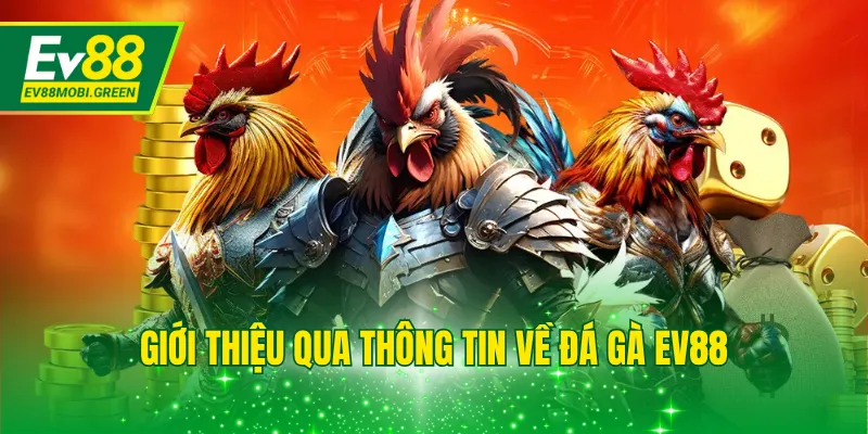 Giới thiệu qua thông tin về đá gà EV88